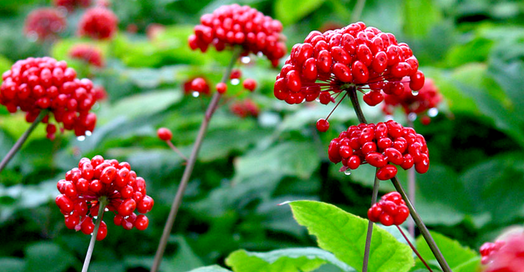 Ginseng zur Vergrößerung des Penis